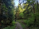 Forêt de Morteau